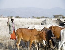 Rangelands Decision Support Tool